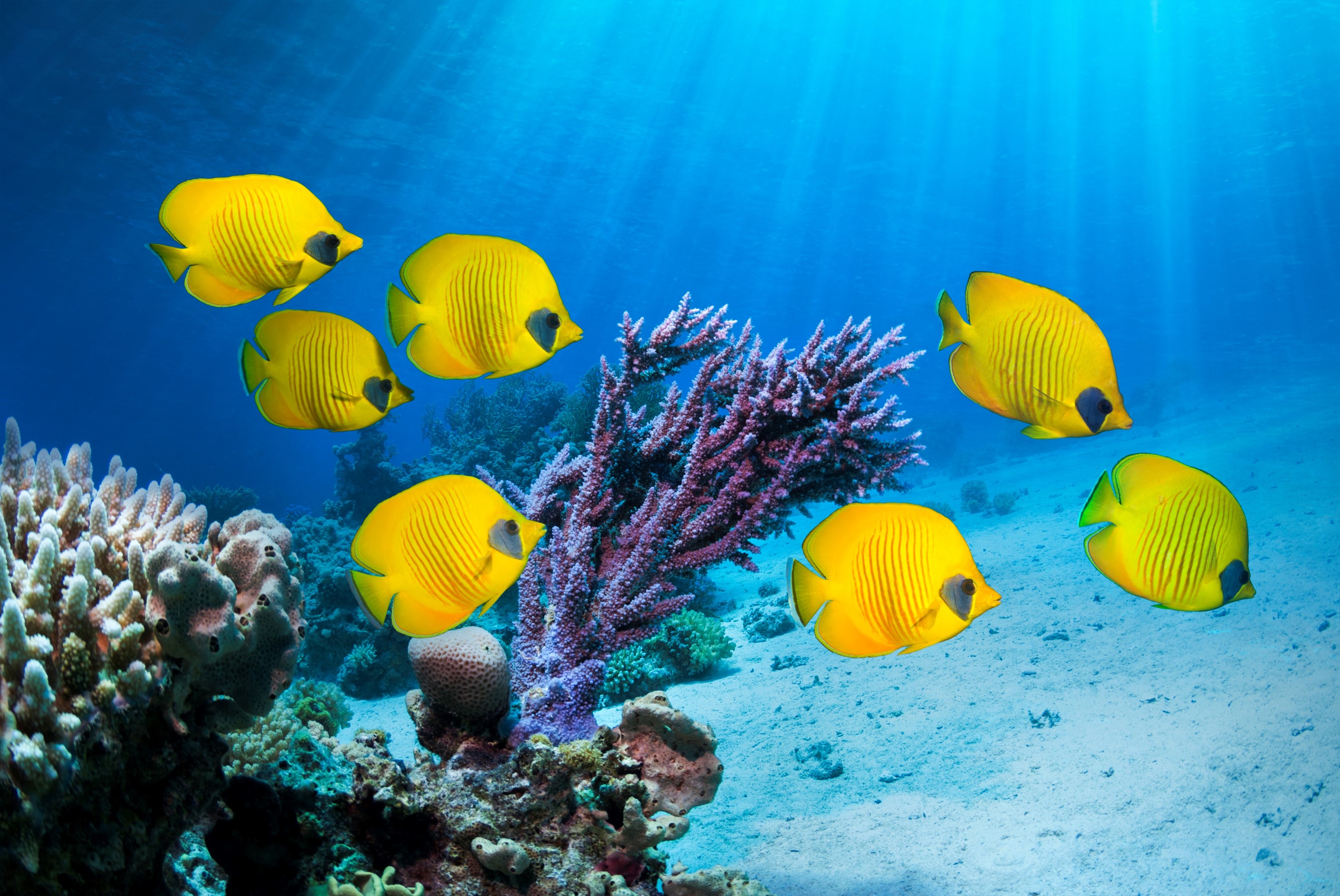 Nedlands Orthodontic Clinic